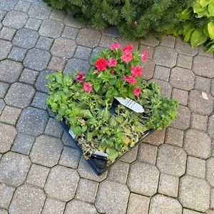 Meet your Posher, Pamela